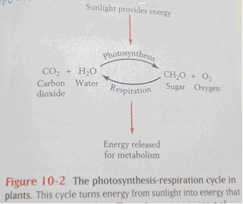 carbon cycle